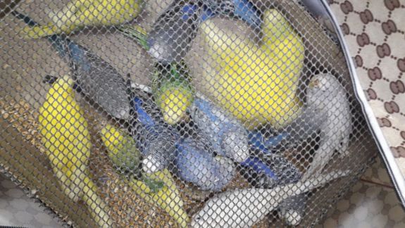 Contrabandă cu papagali: 148 de păsări fără acte de însoțire au fost depistate în mașina unui bălțean