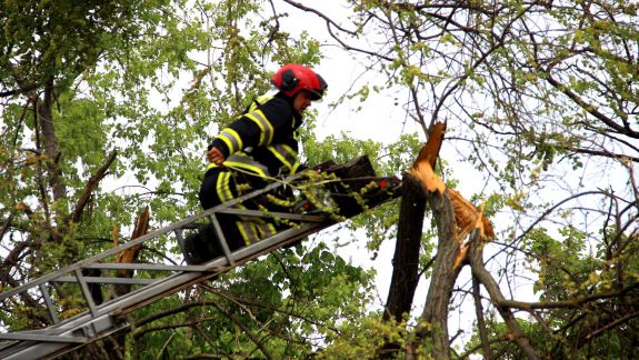 Copacii orașului Chișinău: În ultimul an au fost plantați doar 100 de arbori în locul a 1.000 defrișați (INFOGRAFIC)