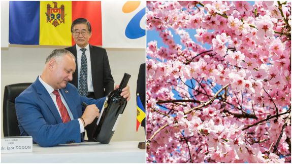Japonezii ne vor dărui copaci de sakura, iar Dodon le-a dus vin în sticle cu autograf de la președinte (FOTO)