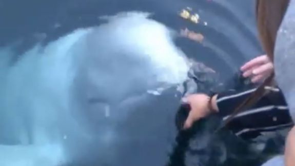 Momentul în care o balenă albă înapoiază un telefon scăpat în mare (VIDEO)
