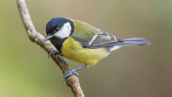 Pasionații de păsări sunt așteptați duminică în parcul Valea Morilor