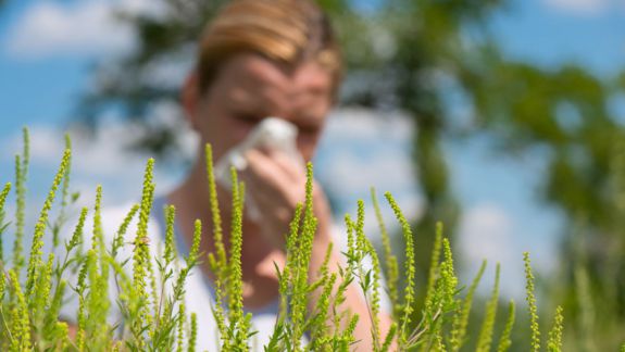 Sare pe rana persoanelor alergice: Un ditamai lan de ambrozie răsare pe un câmp de la Holercani (FOTO)