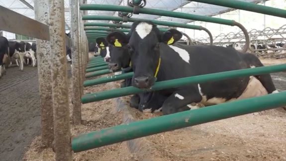 Vacile de la o fermă din Anglia, conectate la un sistem de mulgere automată. Cum a ajuns tehnologia 5G la animale înainte de a ajunge la oameni