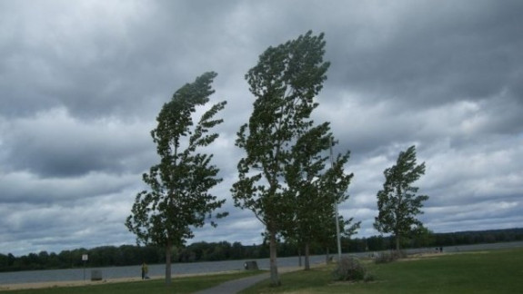 Atenți la arbori și firele electrice! Agenția de Mediu avertizează despre posibilele consecințe ale vântului puternic