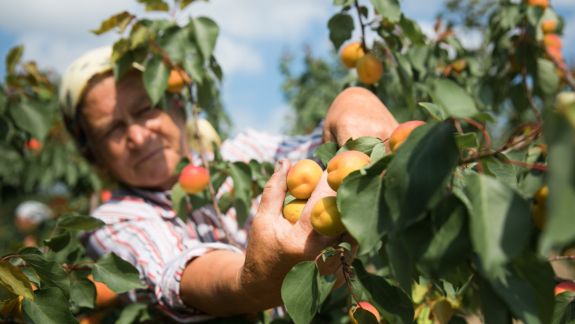 Caisele moldovenești, printre cele mai solicitate fructe pe piața externă