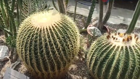 Căldură de la Termoelectrica pentru Grădina Botanică. În așa fel se va reuși creșterea plantelor tropicale (VIDEO)