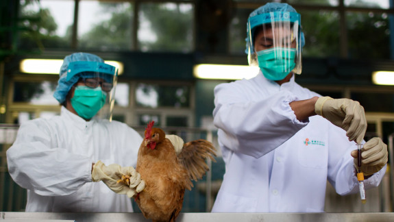 China raportează primul caz uman de gripă aviară H3N8