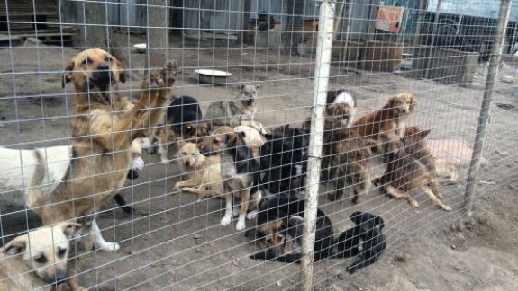 Chișinăul, cu un regulament pentru animale, de doi ani, dar încă nefuncțional. Problema maidanezilor, în viziuneea autorităților locale și a ONG-urilor