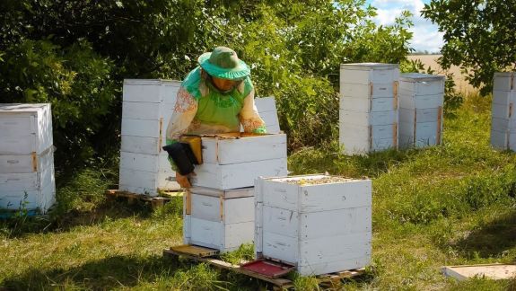 De Ziua Mondială a Albinelor.  Anul trecut, în R. Moldova s-a produs 4.000 de tone de miere (FOTO, INFOGRAFIC)