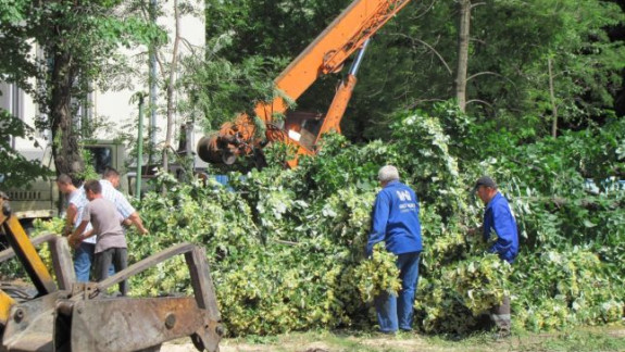 Demolarea construcțiilor neautorizate și defrișarea arborilor vor fi reglementate la nivel național 