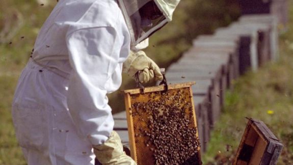 Două grupuri de producători din domeniul apicol vor beneficia de granturi în valoare de 700.000 de dolari