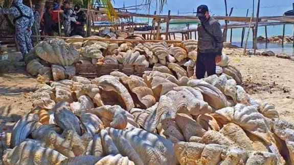 Filipine: 200 de tone de scoici gigantice în valoare de 25.000 de dolari au fost confiscate