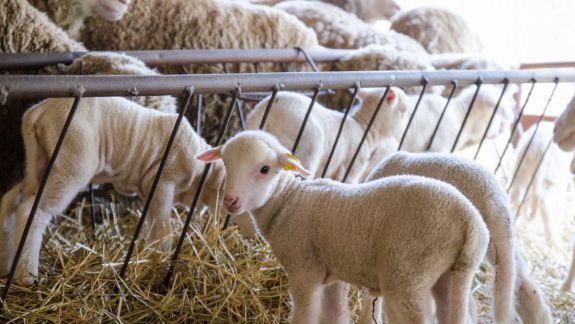 În Moldova ar putea să apară primele ferme zootehnice. Un grup de producători planifică să pună pe roate un asemenea proiect