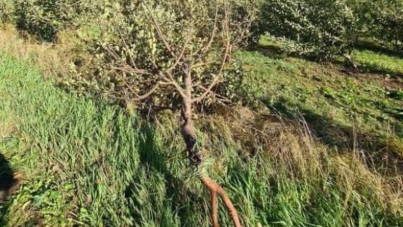 Mai multe livezi din raionul Briceni au fost afectate de furtună: „ La noi, a dat la pământ circa 700 de pomi” (FOTO)