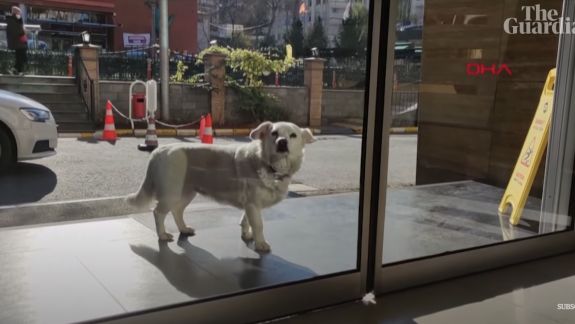 O cățelușă a așteptat șase zile în fața unui spital din Turcia, în care stăpânul ei era internat. Revederea a fost cu multe emoții (VIDEO)