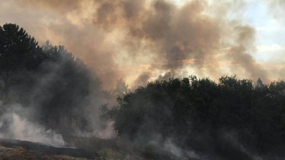 O pădure de salcâm și alta de pin, cuprinse de flăcări într-o localitate din Cahul. În jur de 23 de hectare de vegetație uscată au ars (FOTO)