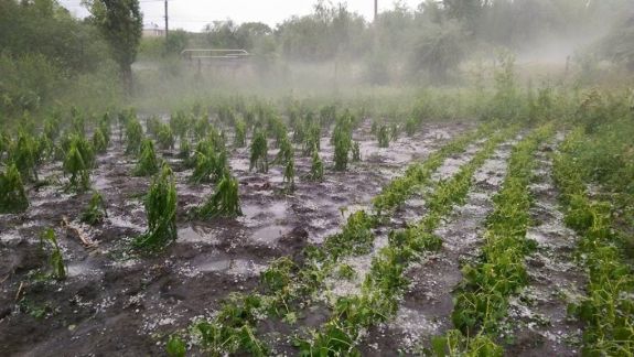 Ploile torențiale au afectat culturi agricole și au distrus drumuri: Sute de hectare au fost prejudiciate