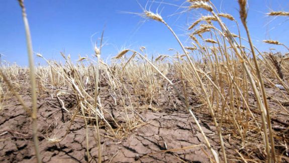 Primii 106 agricultori vor primi sprijin din partea statului pentru terenurile afectate de secetă și grindină. AIPA a autorizat plățile