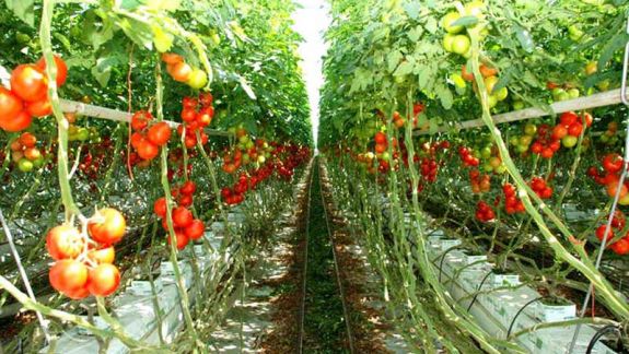 Producătorii agricoli vor putea vinde, pe teritoriul orașelor Chișinău și Bălți, legumele crescute în seră 