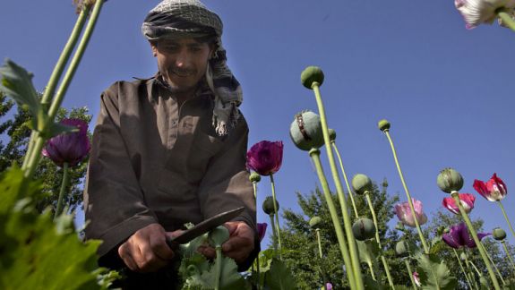 Responsabil de 80% din producția mondială de opiu, Afganistanul ar putea fi lipsit de această resursă după ce talibanii au promis distrugerea culturilor