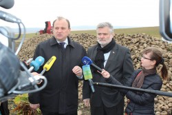 Roadă record de sfeclă de zahăr! În acest an vor fi recoltate cu 200 de mii de tone mai mult