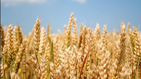Rusia îşi suspendă exporturile de cereale până la 1 iulie