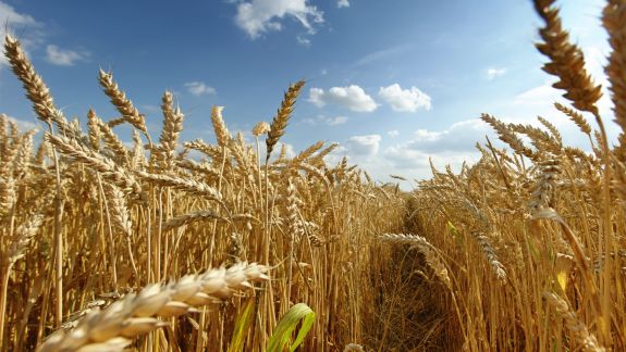 Seceta și-a pus amprenta pe culturile agricole: Producția de grâu, mică în sudul țării