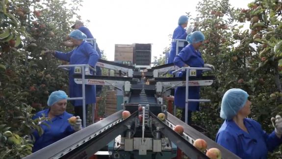 Soluții: Piața externă își deschide ușile pentru producătorii horticoli, prin alinierea la standardele internaționale (VIDEO)