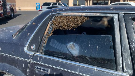 Surpriză „zumzăitoare”: Un bărbat a descoperit că avea pe bancheta din spate a mașinii un roi format din sute de albine 