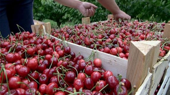 Tot mai multe plantații de vișin și cireș. Câte fructe de acest fel cresc, anual, în Moldova și unde sunt exportate