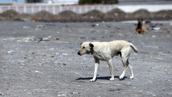 Un caz pozitiv de rabie, înregistrat la un câine în raionul Fălești