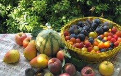 VIDEO. Ultimele bariere tarifare pentru exportul de fructe și legume din Moldova în UE au fost ELIMINATE