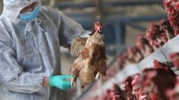 Focar de gripă aviară, într-un sat din Telenești. Proprietarii păsărilor nimicite vor primi despăgubiri