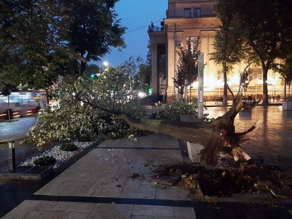 Vântul puternic a făcut ravagii în Chișinău. Mai mulți copaci au fost doborâți (GALERIE FOTO)