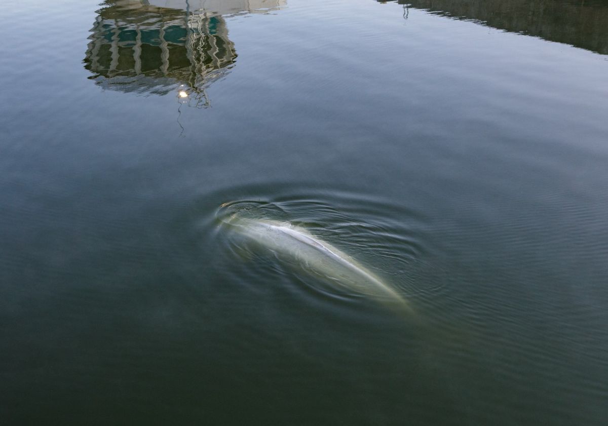 Beluga rătăcită în apele Senei nu poate fi întoarsă de francezi în habitatul ei natural (GALERIE FOTO)
