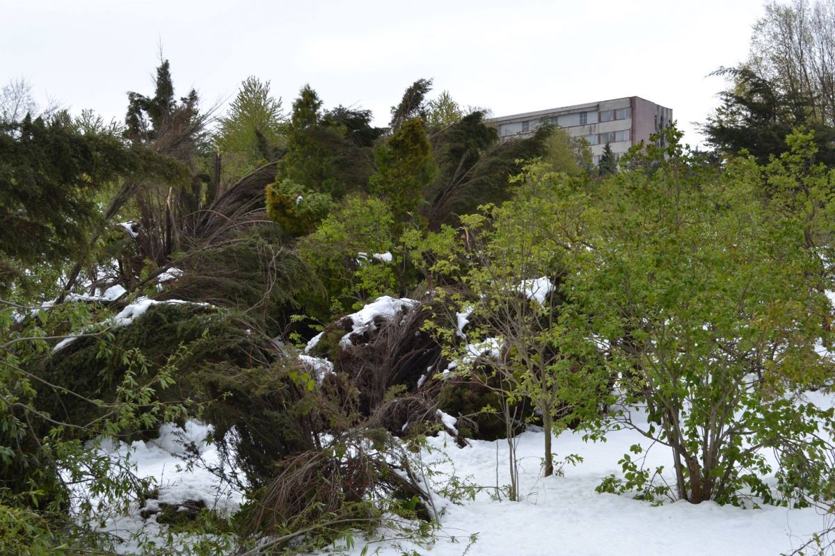 GALERIE FOTO. Ninsorile au distrus 80% din arborii de colecție ai Grădinii Botanice
