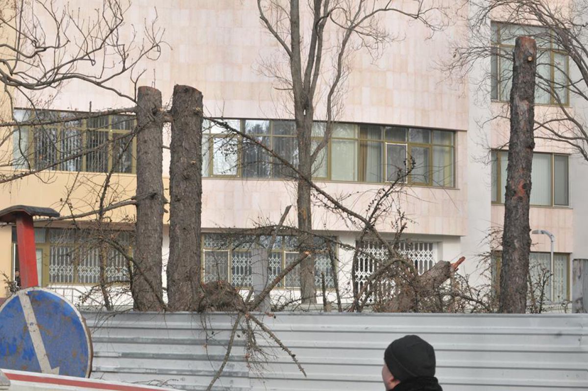 GALERIE FOTO. Dați jos indiferent de starea lor: Mai mulți copaci au fost defrișați în spatele Parlamentului