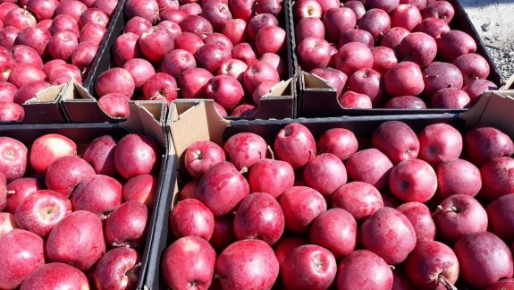 O nouă afacere și două piețe noi pentru exportul merelor moldovenești