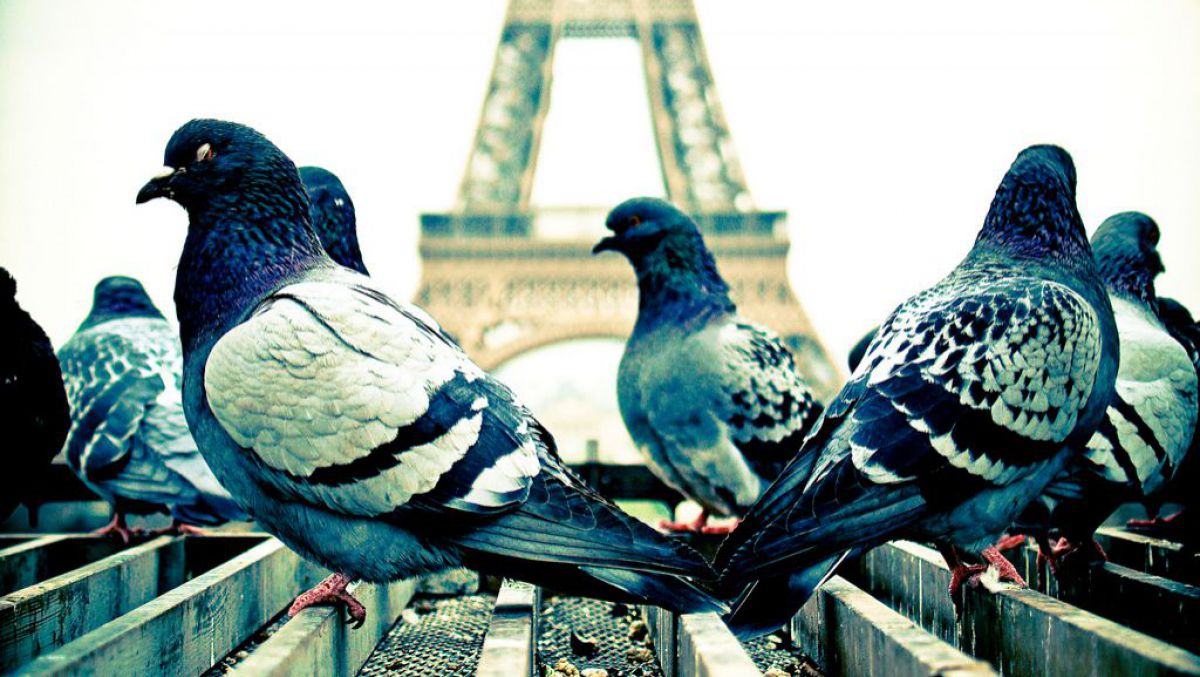 Страна голубей. Голубь. Парижские голуби. Голуби во Франции. Почтовые голуби во Франции.