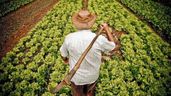 Agricultorii au solicitat subvenții în valoare de 1,33 miliarde de lei. Câți bani au primit