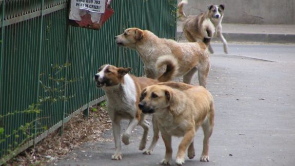 Apărătorii animalelor ies la protest. Cer anularea dispoziției prin care se interzice hrănirea maidanezilor
