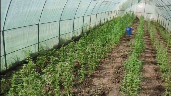 Ar fi crescut cânepă în seră. Un bărbat de 66 de ani riscă până la doi ani de închisoare