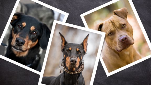 Cine poate avea în Chișinău un Rottweiler, Pit Bull sau Doberman? Proprietarii, între obligativitatea susținerii unui curs chinologic și un regulament incomplet