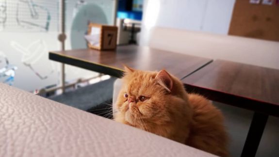 O cafea în compania pisicilor. Iubitorii de animale pot lua masa și admira felinele într-un local din capitală (VIDEO)