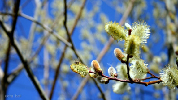 Prognoza meteorologilor: Săptămâna începe cu temperaturi sub 0C pe timp de noapte
