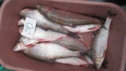 Inclus în Cartea Roșie, vândut la Piața Centrală. Un ecolog spune că o specie de rară de pește este comercializată ilegal cu 50 de lei