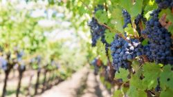 Centrul de Excelență în Viticultură și Vinificație a primit un lot de inventar tehnic