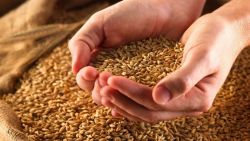 Chicu explică: Grâul pregătit pentru export aparține agenților economici din stânga Nistrului. Securitatea alimentară a statului nu este în pericol