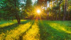 Vine vara. Temperaturile vor crește până la 30 de grade Celsius